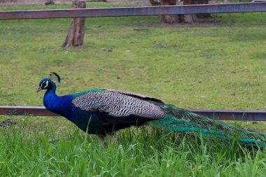 Targul Mures 'te yerel bir çevrede tavus kuşu. 