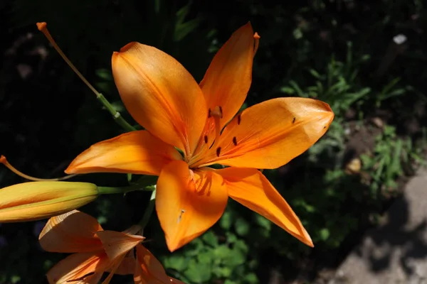 The orange lily is a vibrant lily species with showy orange flowers that have red accents and brown spots.