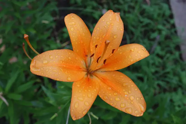 Turuncu zambak kırmızı aksanlı ve kahverengi benekli gösterişli turuncu çiçekleri olan canlı bir zambak türüdür..