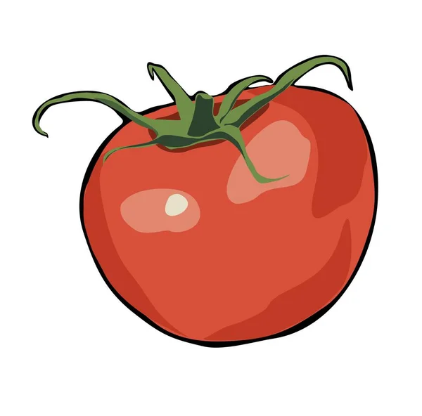 Färsk Hel Tomat Råa Ekologiska Grönsaker Friska Vegetariska Livsmedel Höstskörd — Stock vektor