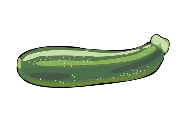 Seluruh Zucchini Segar Sayuran Organik Mentah Makanan Vegetarian Alami Ikon - Stok Vektor