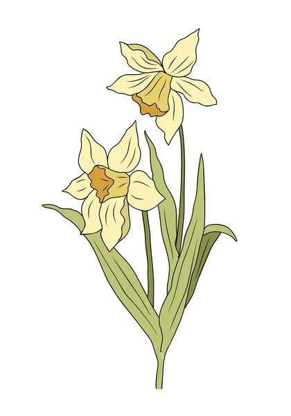 Narcissus December Födelse Månad Blomma Färgglada Vektor Illustration Handritad Design — Stock vektor