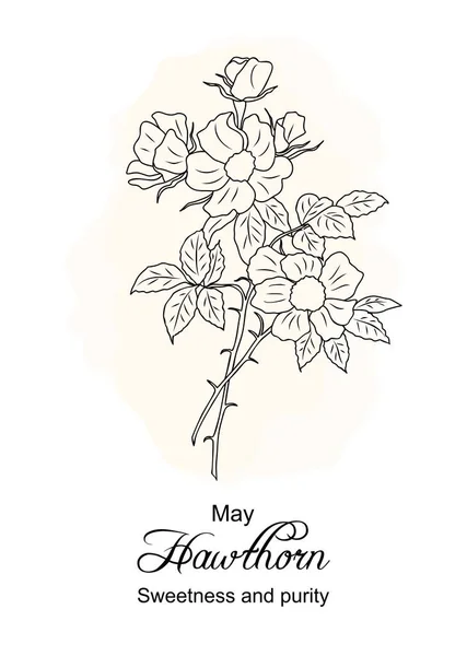 Hawthorn May Birth Month Flower Print