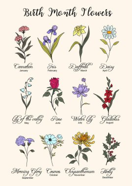 Set of Birth Month flowers colorful line art vector illustrations. Carnation, iris, daffodil, daisy, rose, lilies of the valley, gladiolus, holly, cosmos hand drawn design for jewelry, tattoo, logo.  clipart