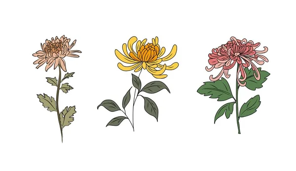 Набор Хризантемы Ноябрь Месяц Рождения Цветы Красочные Векторные Иллюстрации Ручной — стоковый вектор