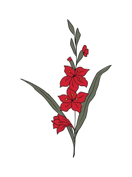 Gladiolus Sierpień Miesiąc Urodzenia Kwiat Kolorowy Wektor Ilustracji Ręcznie Rysowany — Wektor stockowy