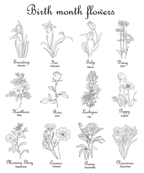 Nacimiento Mes Flores Conjunto Ilustraciones Vectores Arte Gota Nieve Iris — Vector de stock