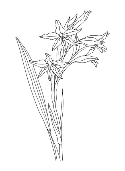 Birth Month Flower Line Art Vector Illustration Isolated White Gladiolus — Wektor stockowy