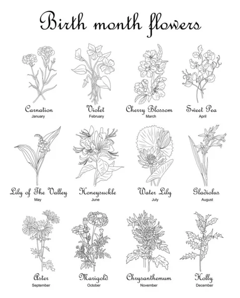 Birth Month Flowers Set Line Art Vector Illustrations Carnation Violet — Wektor stockowy