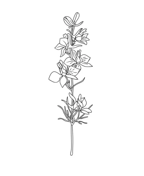 Larkspur July Birth Month Flower Linear Vector Illustration Modern Minimalist — стоковый вектор