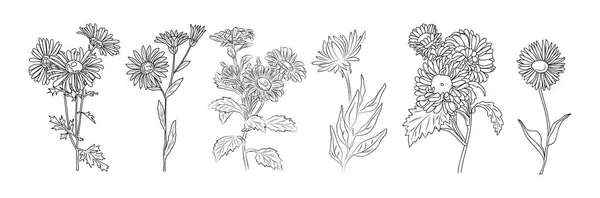アスター9月誕生月の花の輪郭ベクトル描画セット タトゥー パッケージ カード 壁アート ポスターのためのモダンなミニマリストの手描きデザイン 白を基調とした線画 — ストックベクタ