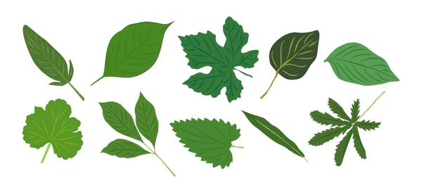 Green Leaves Vector Illustrations Set Collection Fresh Green Leaves Different — Stock Vector