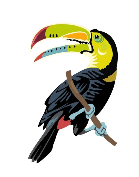 Toucan Egzotyczne Kolorowy Ptak Realistyczny Wektor Ilustracji Izolowane Białym Tle — Wektor stockowy