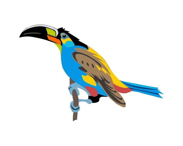 Toucan Exótico Pájaro Colorido Ilustración Vectorial Realista Aislado Sobre Fondo — Archivo Imágenes Vectoriales
