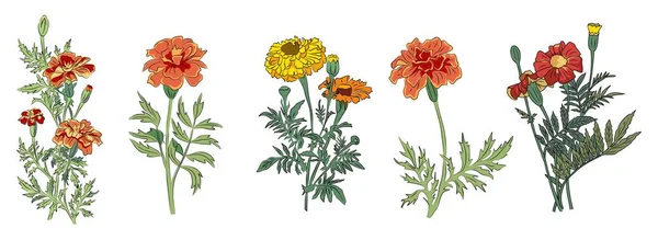 Ringelblume Oktober Geburtsmonat Blume Bunte Vektor Illustration Modernes Minimalistisches Handgezeichnetes — Stockvektor