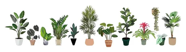屋内植物ベクトルイラストセット 手で現実的な家の植物は鍋を作った 茎や葉を持つエキゾチックな花 フィカス ブロメリアド アロカシア ヤシの白い背景に孤立した植物のデザイン — ストックベクタ