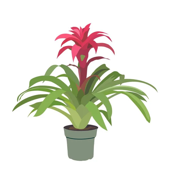 Decorative Plant Bromeliad Guzmania Indoor House Plant Vector Realistic Illustration — Stock Vector