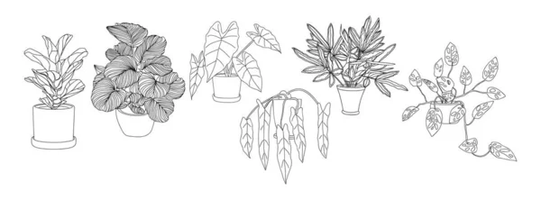 住宅植物のセットは図面をアウトラインします ポットラインアートの屋内エキゾチックな花 ホームインテリア計画 デザインのための異なる植物 白を基調としたベクトルイラスト — ストックベクタ