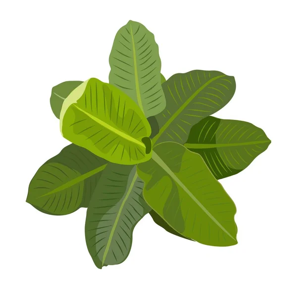 Cserepes Ház Tetejére Néző Gyönyörű Beltéri Növény Zöld Levelekkel Belső — Stock Vector