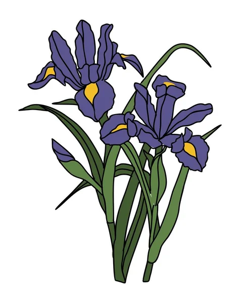 Iris Únor Měsíc Narození Květinové Barevné Vektorové Ilustrace Moderní Minimalistický — Stockový vektor