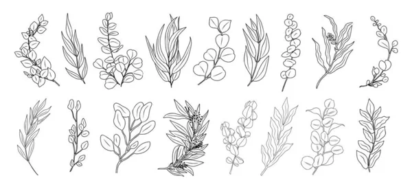 ラインアートユーカリの枝や葉を設定します 白地に単離された植物ベクターイラスト 手描きのエレガントなセット — ストックベクタ