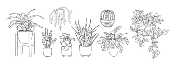 Set Houseplants Outline Drawings Indoor Exotic Flowers Pots Line Art — Wektor stockowy