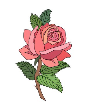 Rose June birth month flower colorful vector illustration. Modern minimalist hand drawn design for logo, tattoo, packaging, card, wall art, poster. Colored line art isolated on white background.