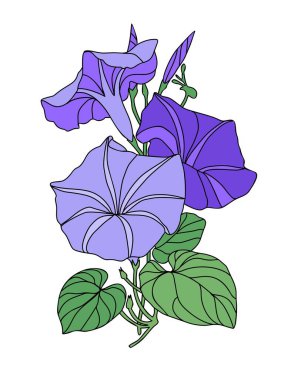 Morning Glory Eylül doğum ayı çiçek renkli vektör illüstrasyonu. Modern minimalist Petunia el yapımı logo, dövme, ambalaj, kart, duvar sanatı, beyaz arka planda izole edilmiş poster tasarımı.