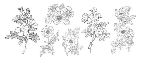 ホーソン5月誕生月の花のラインアートベクトルイラスト タトゥー パッケージ カード 壁アート ポスターのためのモダンなミニマリストの手描きデザイン 白地に隔離された外形図面 — ストックベクタ