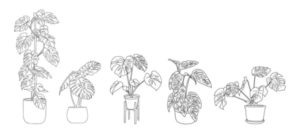 Набор Рисунков Monstera Houseplants Внутренние Экзотические Цветы Горшках Линии Искусства — стоковый вектор