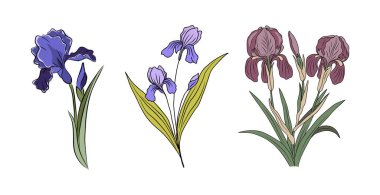 Iris 'in doğum ayındaki çiçeklerinden oluşan botanik seti. Beyaz arka planda izole edilmiş renkli el çizimi vektör mürekkebi çizimleri. Mükemmel poster, duvar sanatı, kartlar, dövme, logo, ambalaj tasarımı.