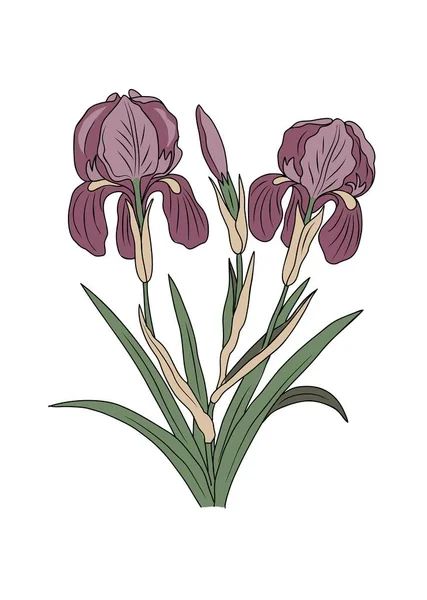 Botanická Kresba Květů Iris Únorového Měsíce Narození Barevné Ručně Kreslené — Stockový vektor