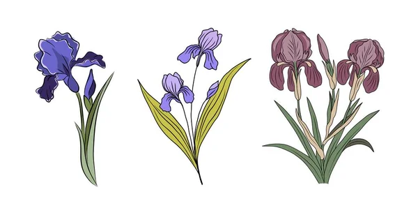 Ботанический Набор Цветов Месяца Рождения Айрис Февраль Красочные Векторные Рисунки — стоковый вектор