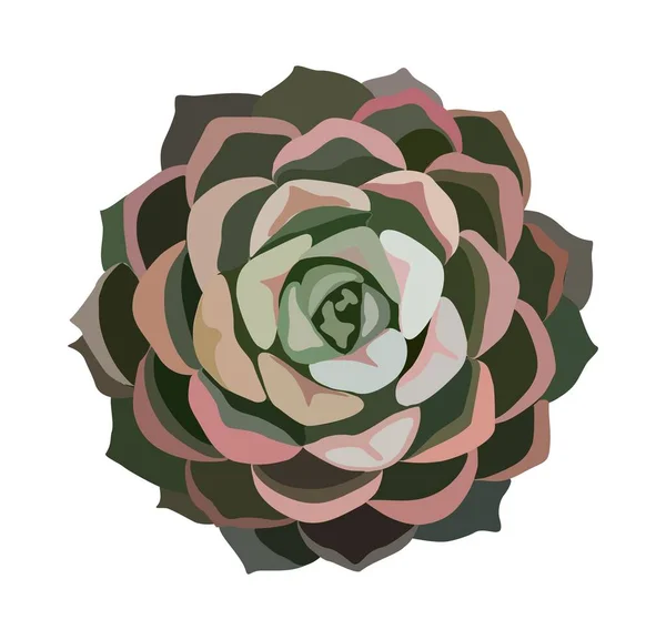 Pohled Květináč Echeveria Krásná Jižní Šťavnatá Hromadou Zelených Růžových Listů — Stockový vektor