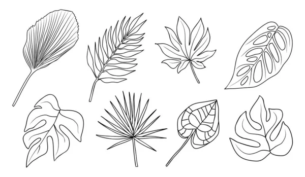 Tropisch Verschillende Type Exotische Bladeren Omtrek Set Jungle Planten Calathea — Stockvector