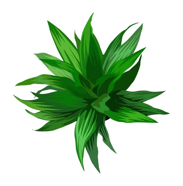 Вид Сверху Растение Экзотическое Растение Зелеными Листьями Архитектурно Интерьерного Элемента — стоковый вектор