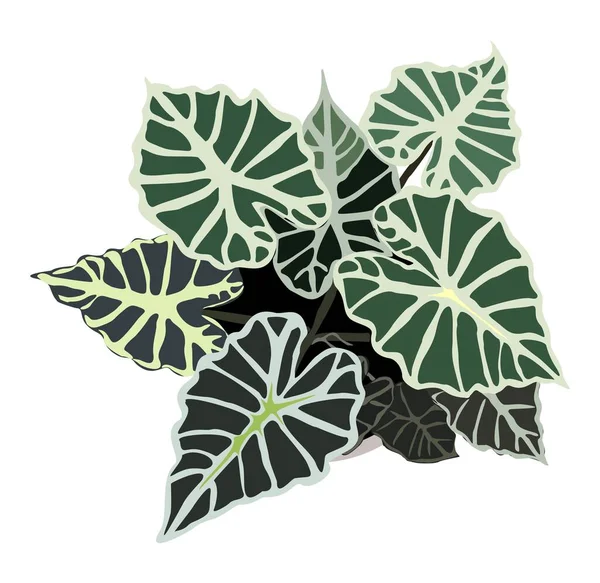 Alocasia House Bitkisinin Üst Görüntüsü Yeşil Yapraklı Egzotik Saksı Bitkisi — Stok Vektör
