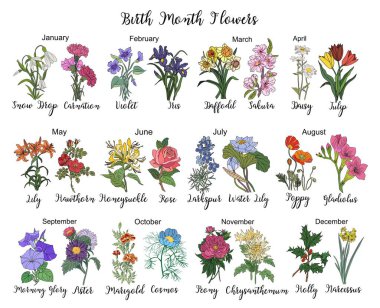 Beyaz arkaplanda renkli vektör çizimleri var. Daisy, gül, larkspur, kasımpatı, aster, Violet, Holly, logo, dövme, ambalaj için elle çizilmiş karanfil tasarımı.