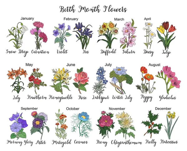 Zestaw Kwiatów Miesiąc Urodzenia Kolorowe Ilustracje Wektor Białym Tle Daisy — Wektor stockowy