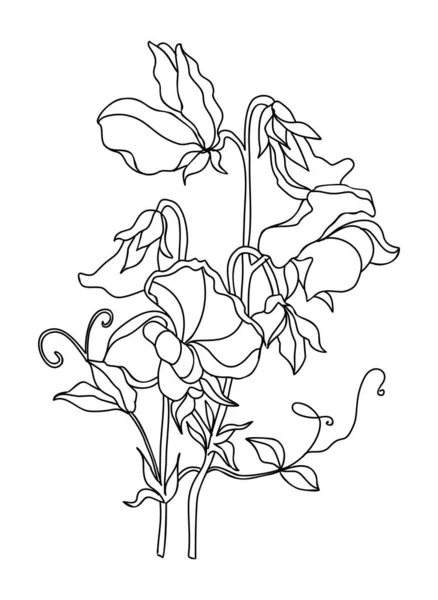 Pois Doux Avril Naissance Mois Fleur Ligne Art Vecteur Illustration — Image vectorielle