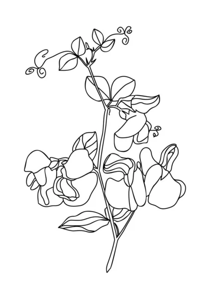 Sweet Pea April Birth Month Flower Line Art Illustration Современный — стоковый вектор