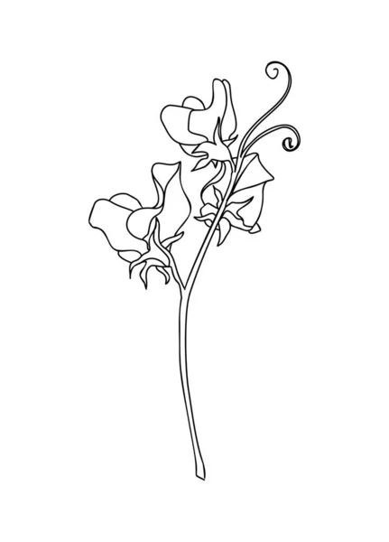 Sweet Pea April Miesiąc Urodzenia Linia Kwiat Sztuka Wektor Ilustracji — Wektor stockowy