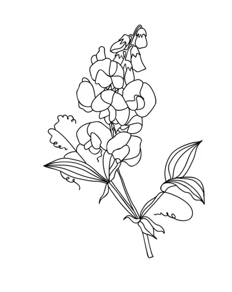 Sweet Pea April Miesiąc Urodzenia Linia Kwiat Sztuka Wektor Ilustracji — Wektor stockowy