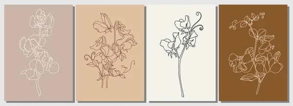 Set Sweet Pea April Birth Month Flower Line Art Drawings — Stock Vector