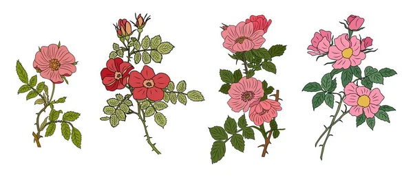 Sada Hawthorn Květen Měsíc Narození Květinové Barevné Vektorové Ilustrace Moderní — Stockový vektor