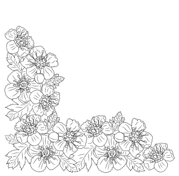 Hawthorn Maj Urodzenia Miesiąc Kwiat Róg Linia Rysunek Sztuki Wektor — Wektor stockowy