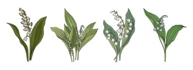 Mayıs Vadisi 'nin Lily' si beyaz arka planda izole edilmiş renkli vektör çizimi doğurdu. Logo, dövme, duvar sanatı, poster, selamlama ve davetiye kartları için modern minimalist tasarım.