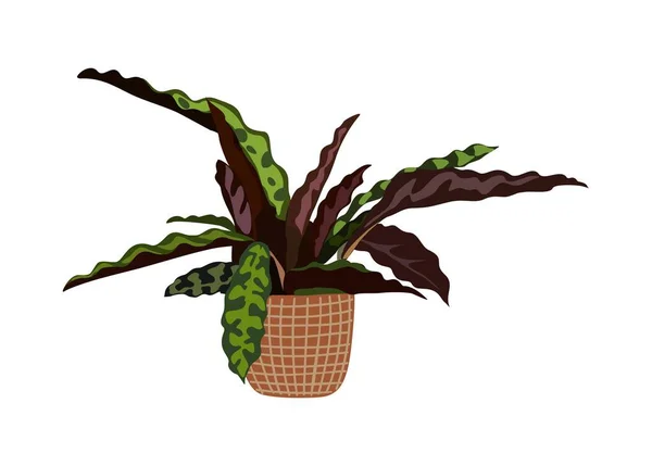 Calathea Zimmerpflanze Topf Moderne Hausnatterpflanze Die Topf Wächst Grüne Zimmerpflanze — Stockvektor