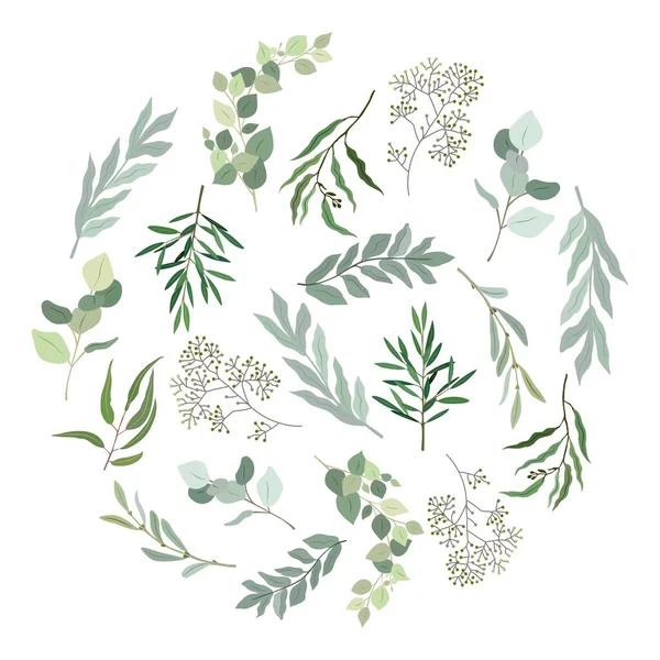 Círculo Lleno Hojas Ramas Verdes Eucalipto Ilustración Botánica Vectorial Colorida — Vector de stock