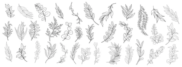 Linka Umění Eukalyptu Větve Listy Set Obrys Vinobraní Botanické Vektorové — Stockový vektor